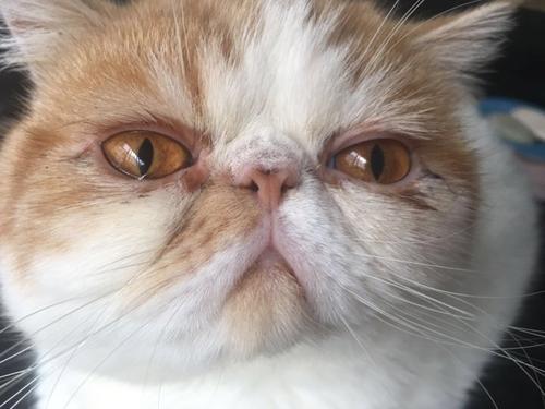 猫咪被打眼睛睁不开有分泌物,猫咪眼睛分泌物多是怎么回事