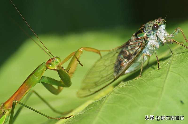 这个杀手不太冷里的leon,这个杀手不太冷里面的人
