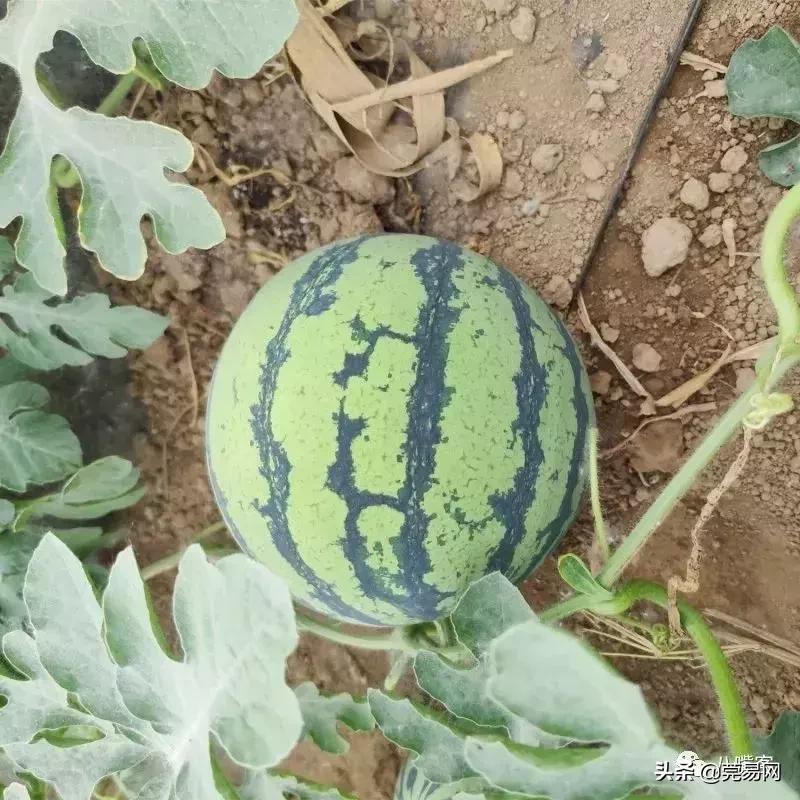 地里的西瓜卖不出去,河南西瓜卖不出去的视频