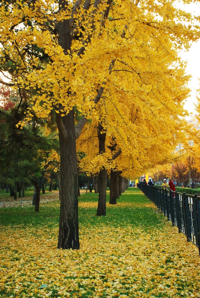 绿化带常见植物名称及图片,100种绿化带或路边常见的花草
