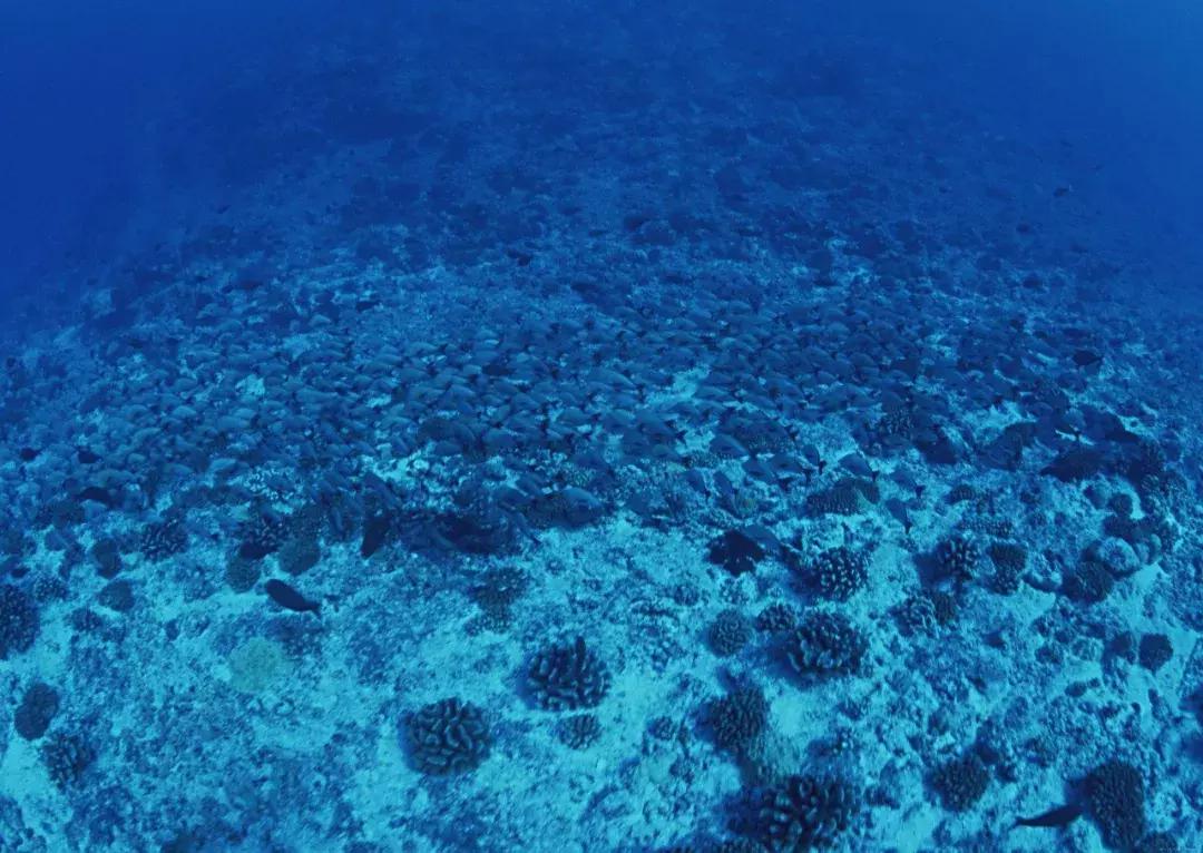 真正的君子是看透了人性,所谓君子是什么意思