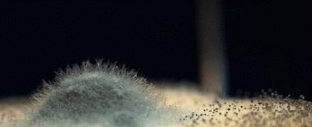 经常清洁可以消除大量的细菌,细菌和脏东西特别不容易清洗