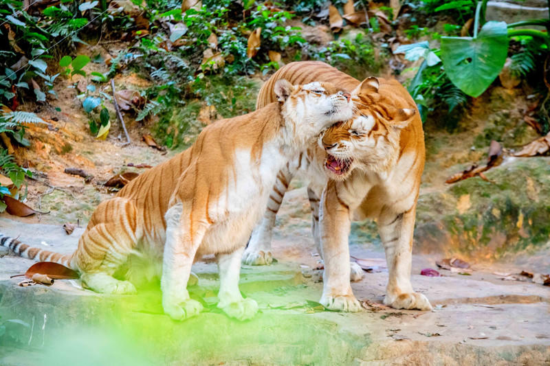 广州长隆野生动物世界旅游攻略,长隆野生动物世界攻略2-3天广州游