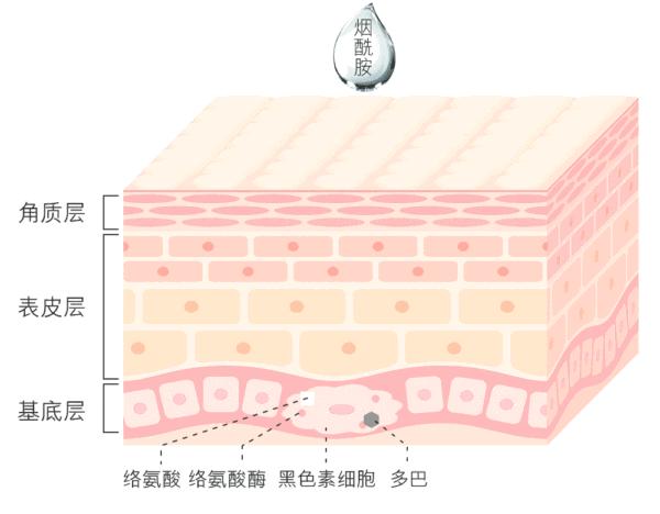 和它们相比,维C真算不上“美白神器”