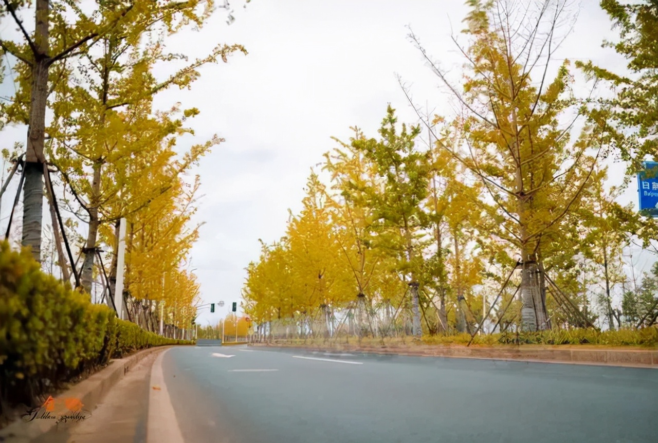 深秋回暖，安排！沪上各区的深秋美景，你准备好打卡了吗？
