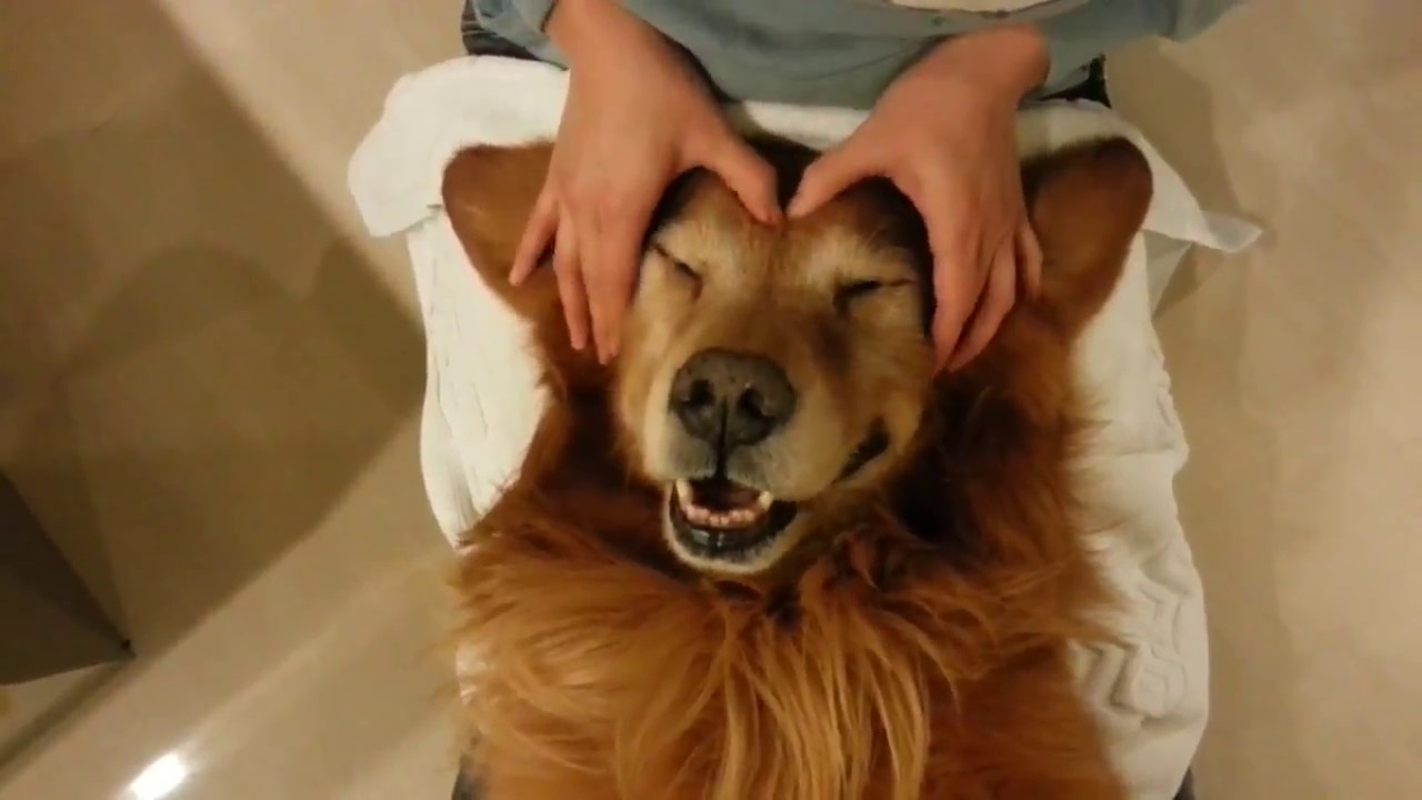 老年犬关节养护吃什么,老年狗狗关节炎怎么治疗最好