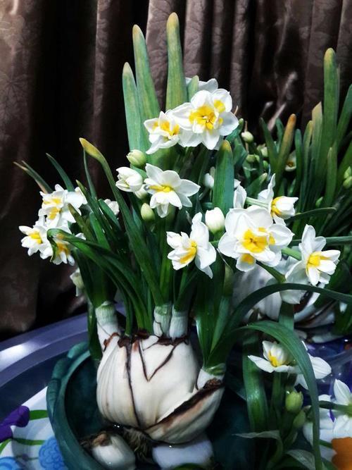 水仙花种球小能开花吗,水仙花种球如何种植开花快