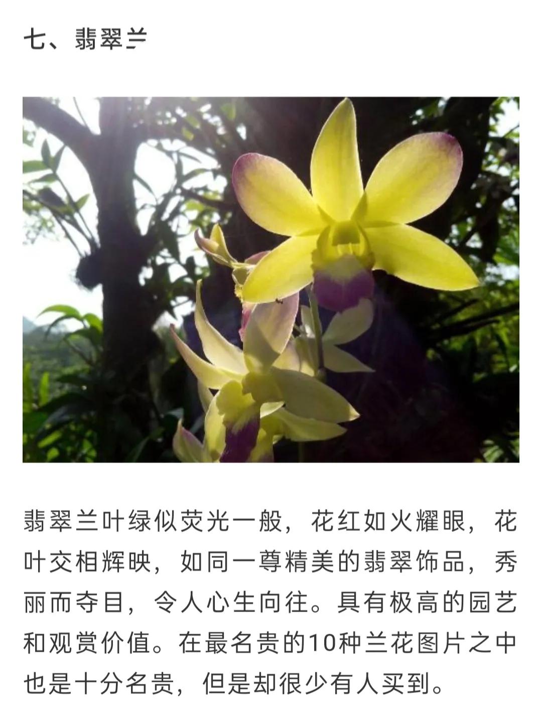 兰花简单介绍,兰花介绍资料大全视频