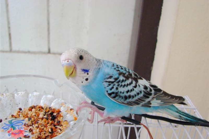 虎皮鹦鹉一共几种颜色,虎皮鹦鹉哪个品种最聪明