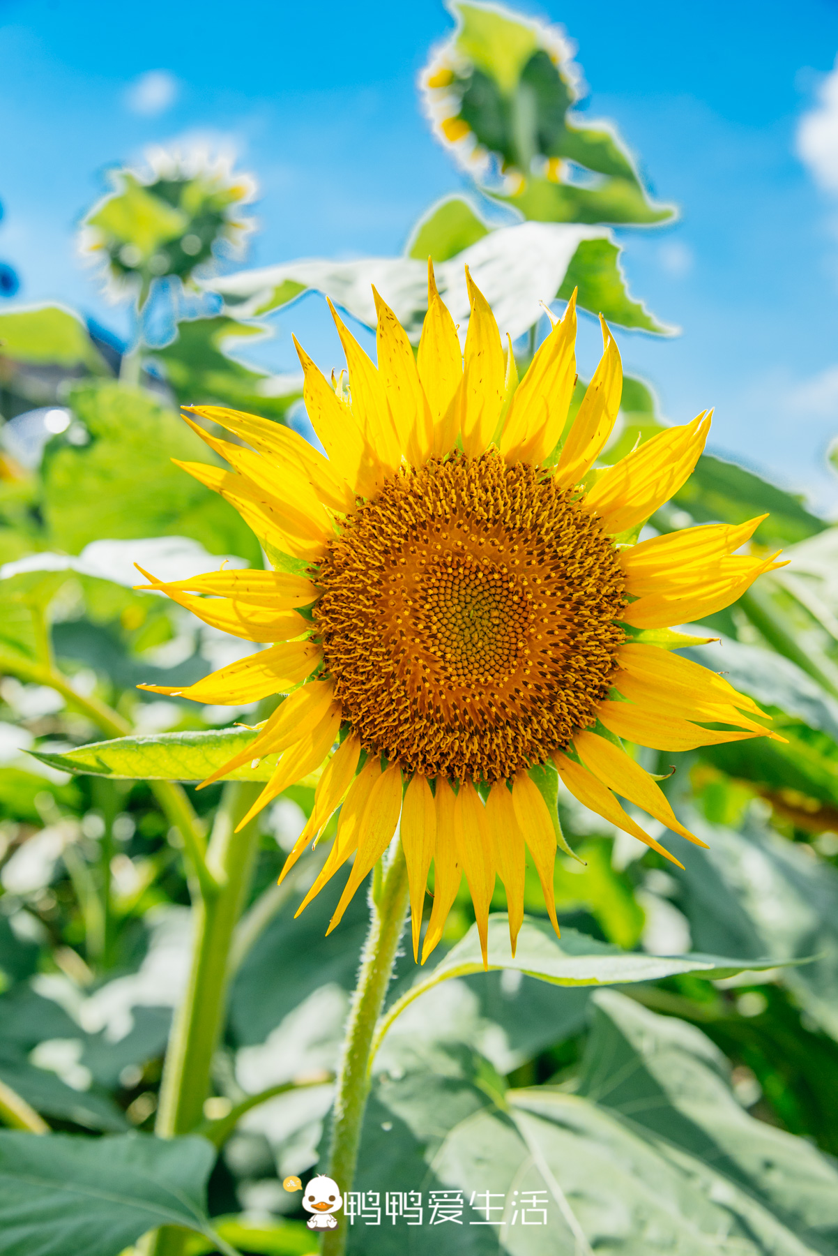 广州最浪漫的旅游胜地,广州最浪漫的旅游景点在哪里啊