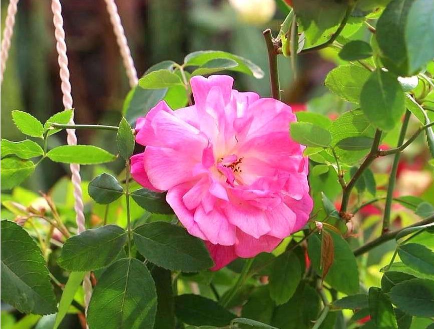 月季霜霉病和灰霉病的区别,月季灰霉病的最佳防治方法