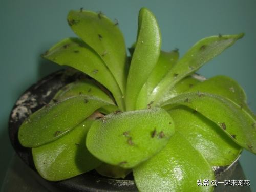 北方养的花杀虫小妙招,5-6月养花