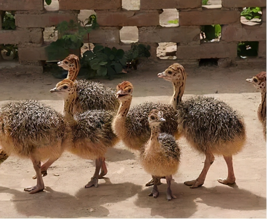 90后夫妻养殖致富,00后创业养殖鸵鸟