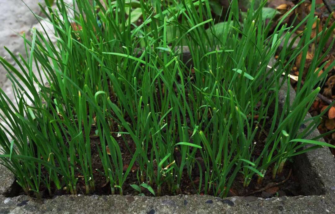 家庭种植蔬菜无土栽培韭菜,家里种植韭菜的步骤和方法