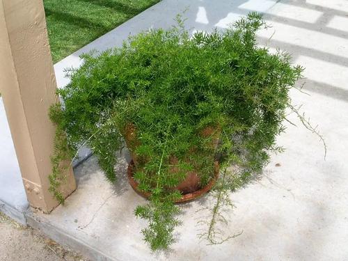 盆栽天门冬怎么修剪视频,天门冬盆栽配什么盆