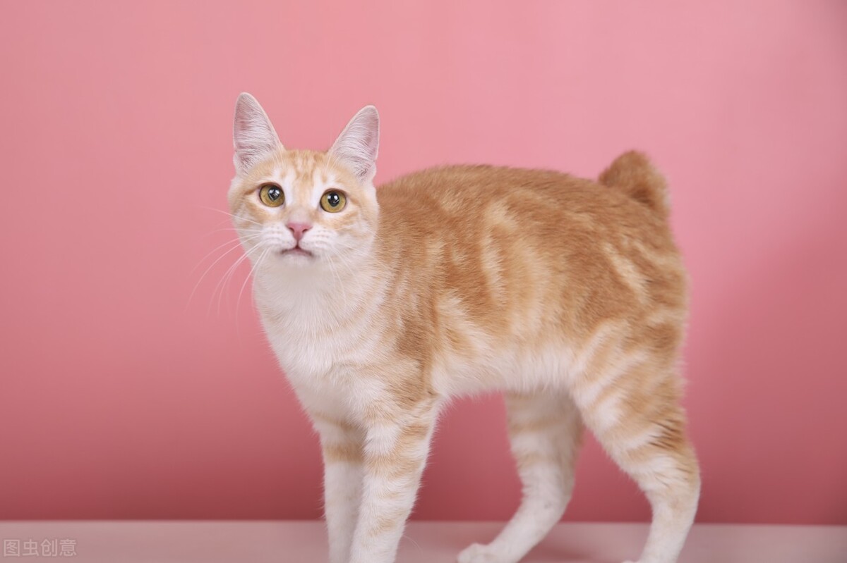 母猫咪发情需要剃毛吗,猫咪剃毛后发情太频繁