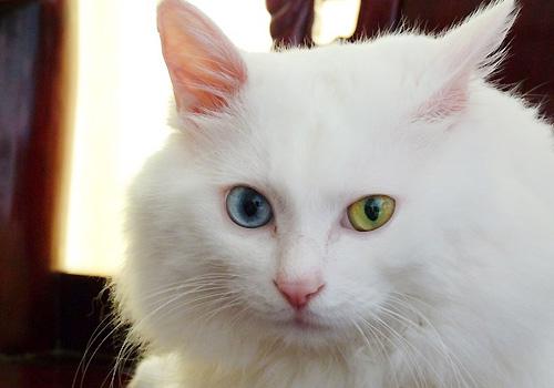 临清狮子猫好养吗,临清狮子猫寿命