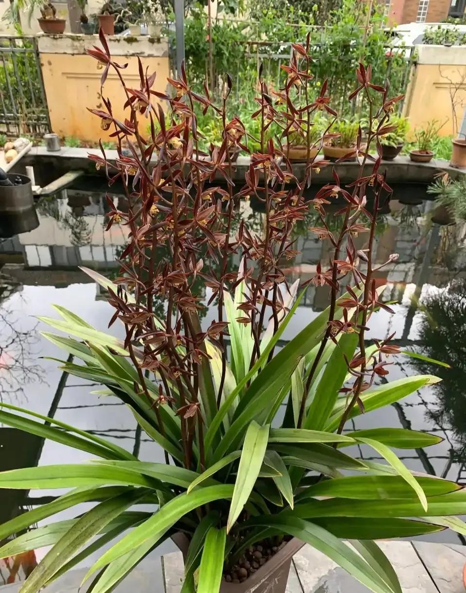 好看又好养的兰花有哪几种,推荐几款香味最好而且好养的兰花