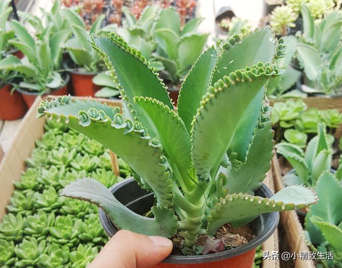 阳台养多肉怎么避免徒长,适合阳台养的多肉不容易徒长