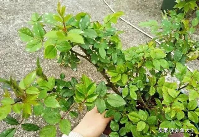 花卉盆栽的造型和修剪技术,盆栽花卉修剪方法