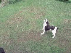 搞笑视频专治不开心,搞笑动图gif图片