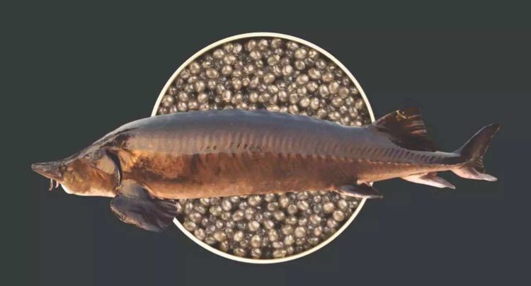 欧鳇长什么样,欧洲鳇是欧洲最大淡水鱼吗