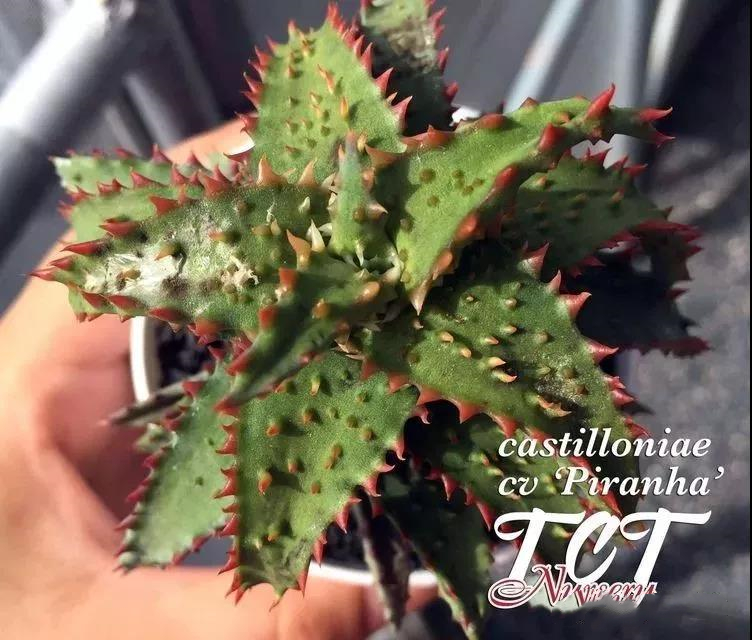 园艺观赏芦荟,园艺芦荟图鉴说明