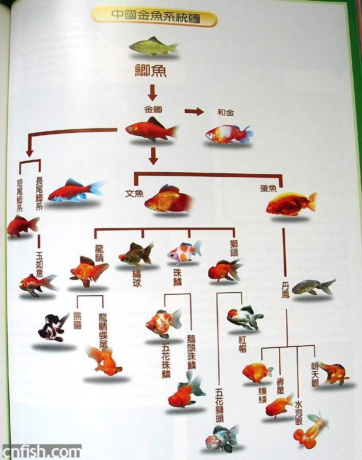 金鱼的起源与演化史,金鱼是怎么演化而来的