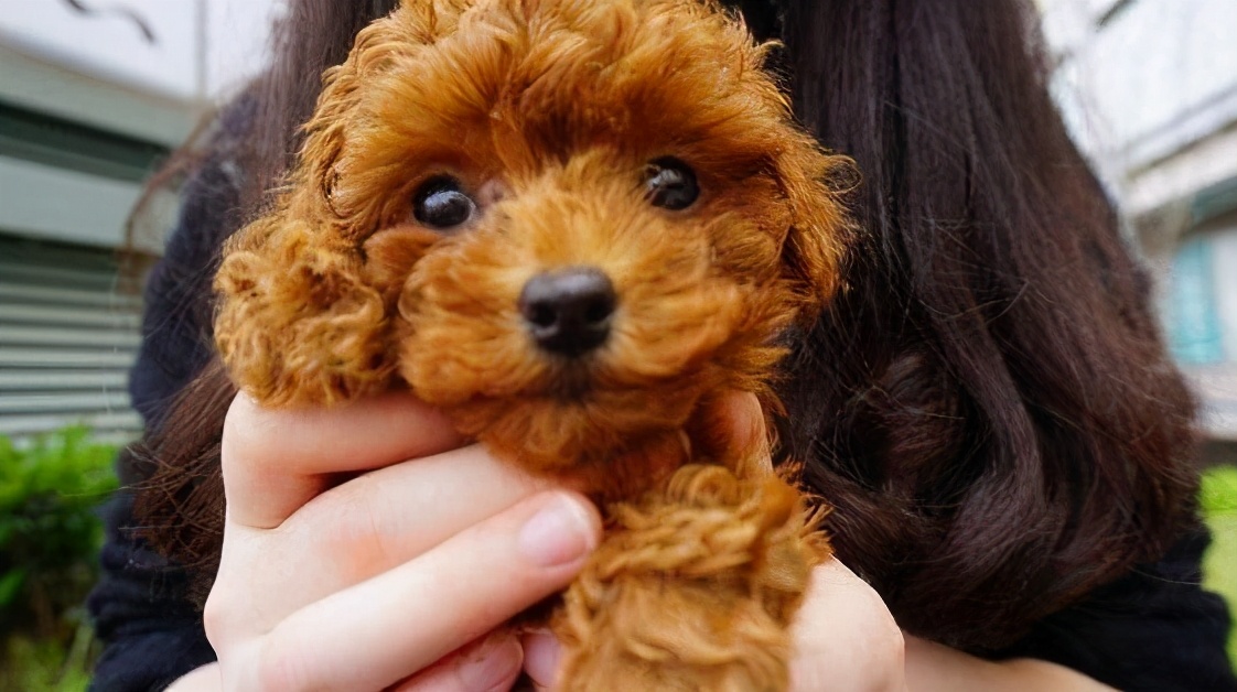 泰迪幼犬饲养日常注意哪些,泰迪饲养全攻略以及注意事项