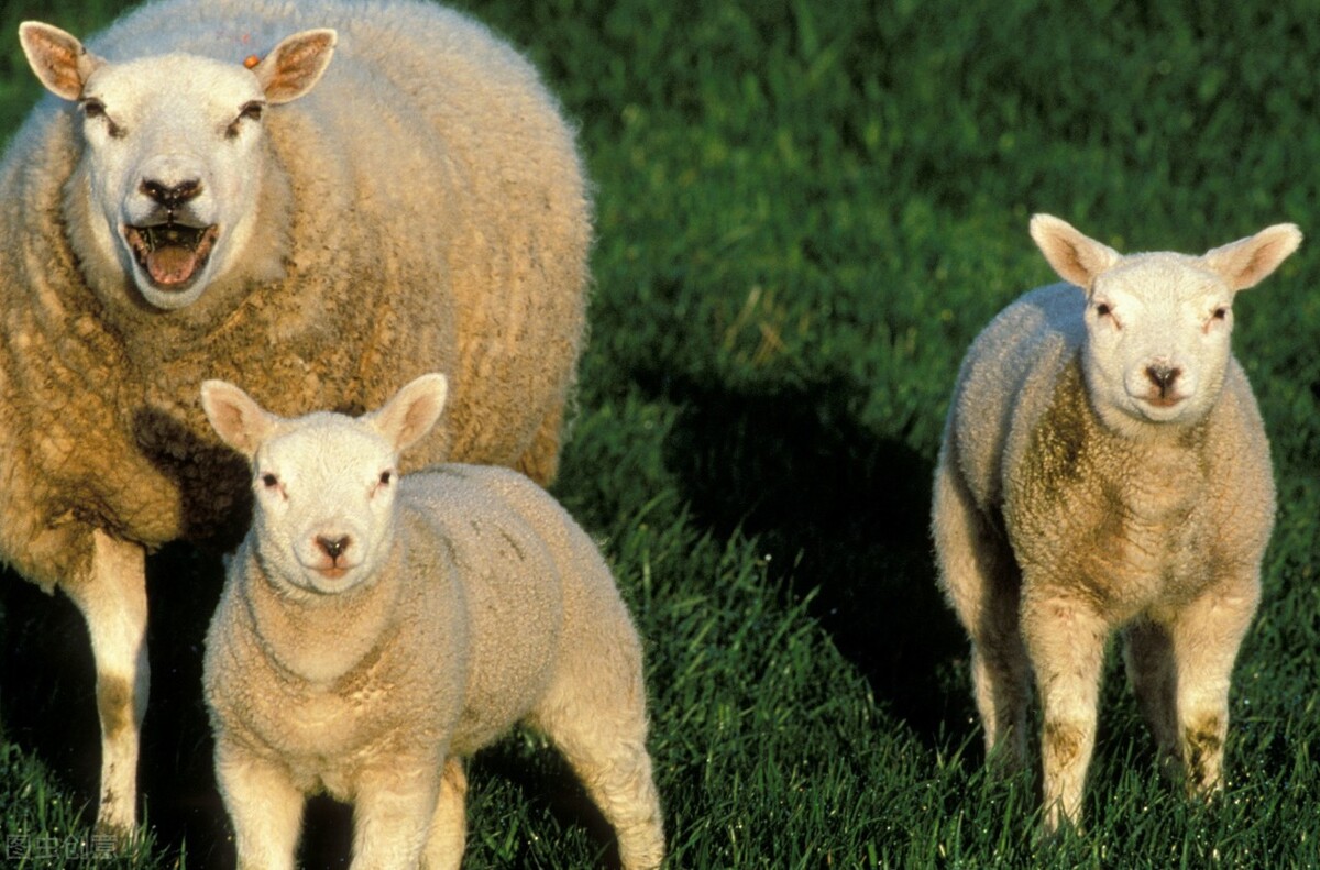 羊腹泻的治疗方法,羊高烧还腹泻是啥病