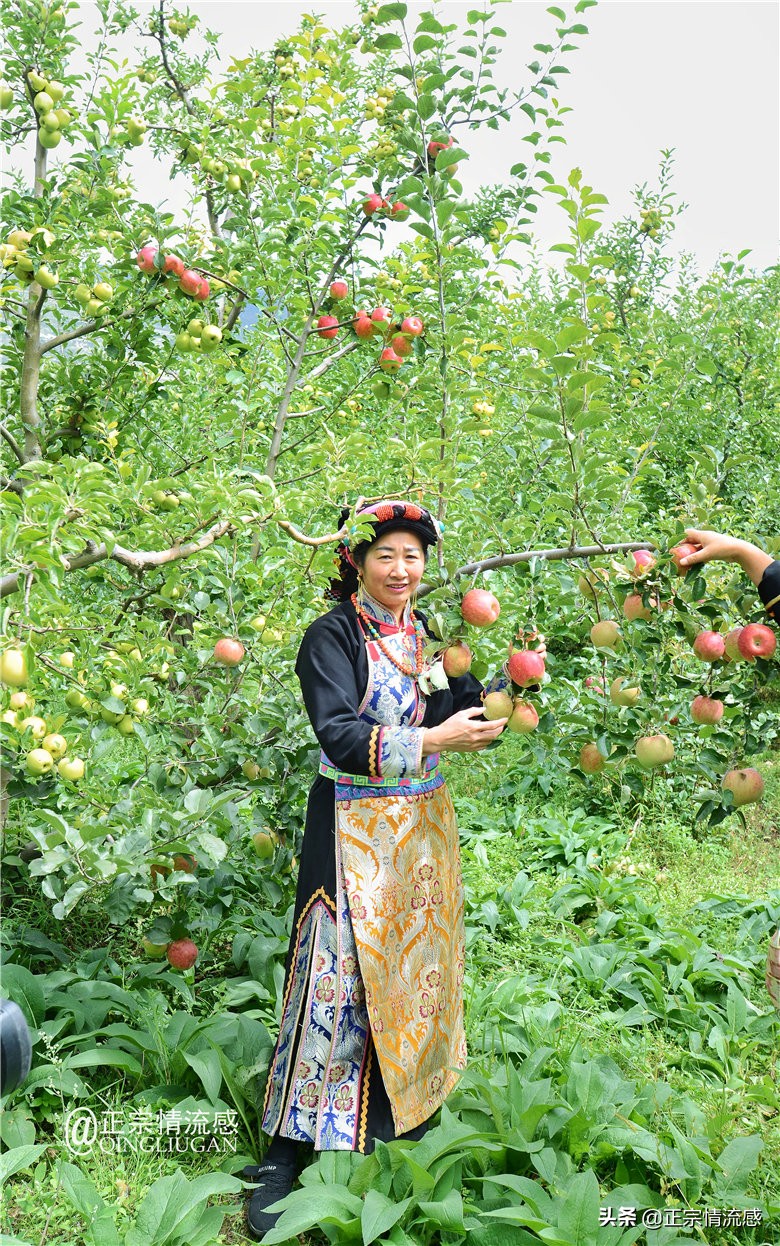 夜色成都串串爽，魅力小金苹果香#国庆中秋趣哪玩#