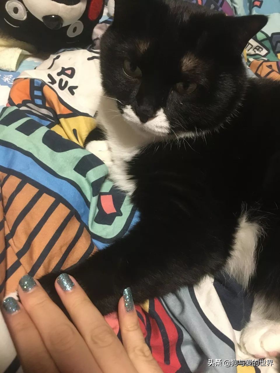 猫猫为什么总把脚放我脸上,为什么猫猫喜欢把头埋在臂弯