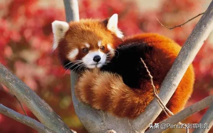 灵魂莲华锤石蠢狸猫,你的调皮小可爱已上线图片