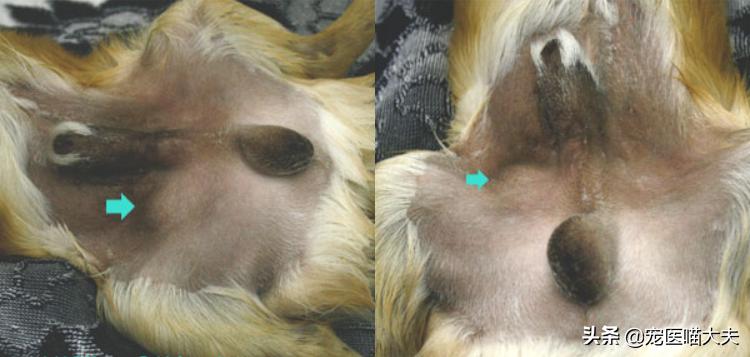 2个月狗狗隐睾自愈的可能性,狗狗隐睾症的最佳治疗吃什么药