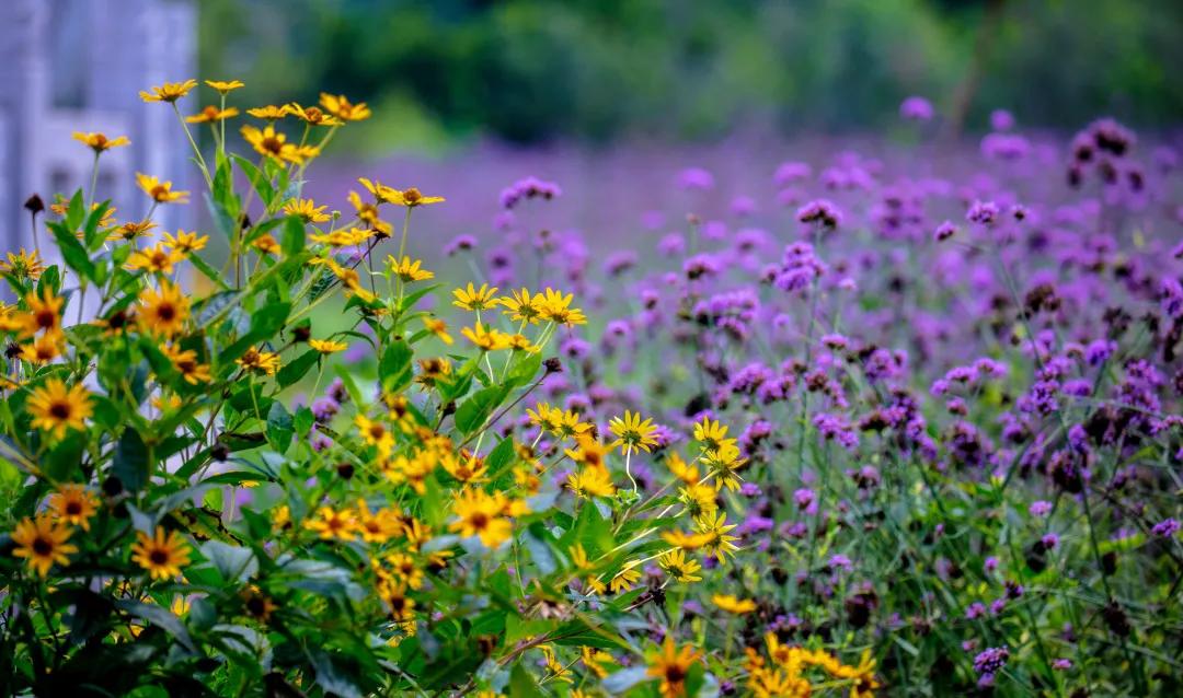 在济南花式避暑，一见“清”心！只需一瞥，便足以把酷夏原谅…