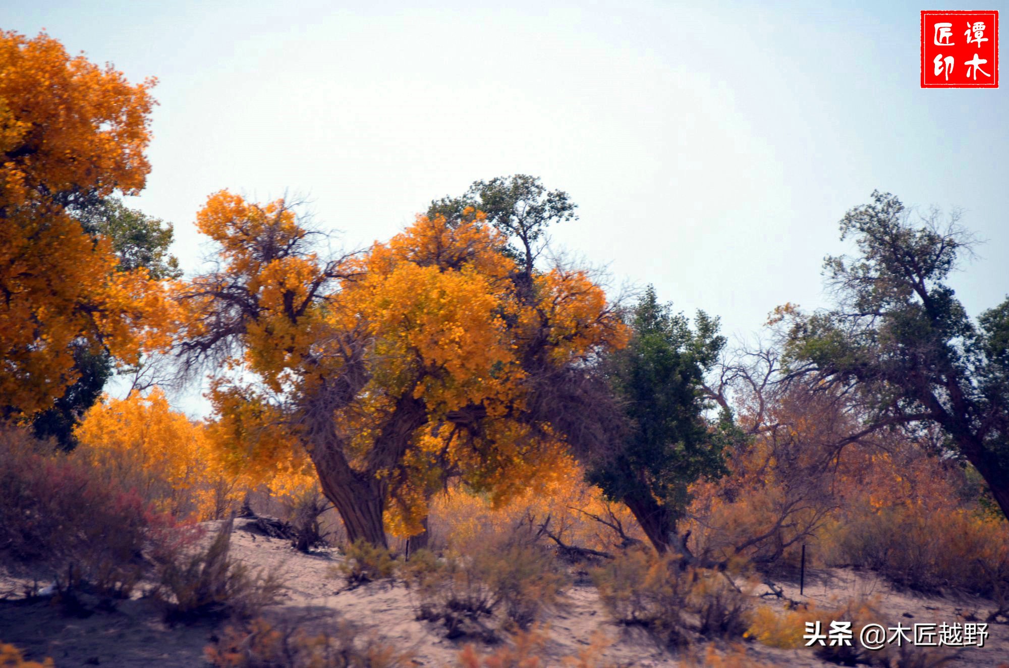 当木工学徒,当木匠的故事