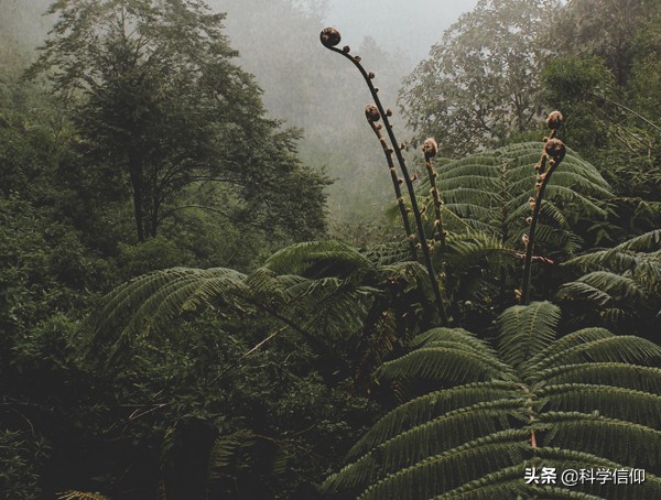 好的荷花怎么处理,荷花是怎样从淤泥中生长出来的