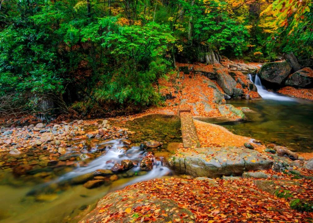 光雾山今天的红叶美景,光雾山红叶观赏全攻略