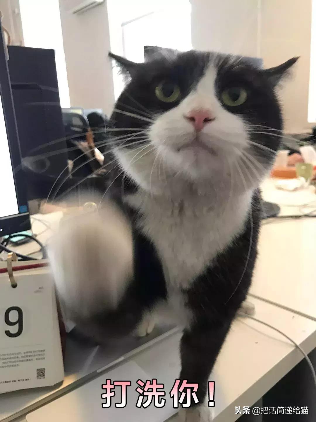 猫故事集,猫故事完整版