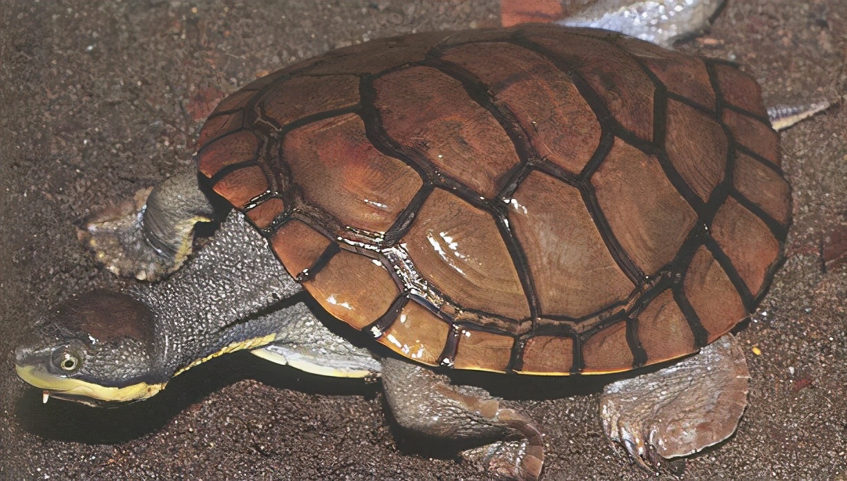 各种龟类图片大全大图,龟类展示会