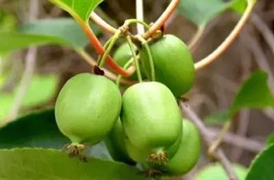 东北版满汉全席,原汁原味的满汉全席