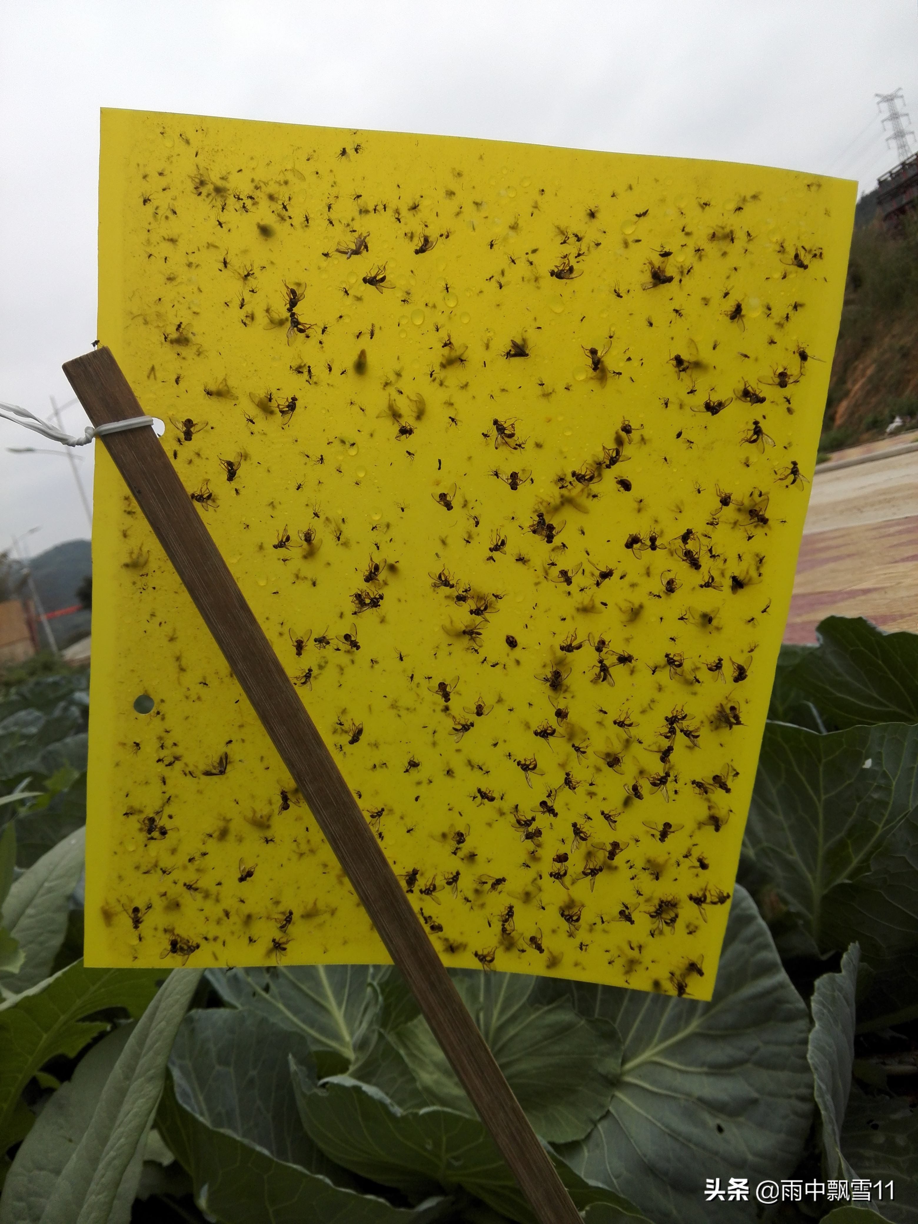 养花遇到小黑飞怎么办,盆栽小黑飞虫怎么治