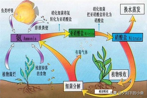 水草缸硝化细菌最佳方案,水草缸硝化细菌什么时候加入最好