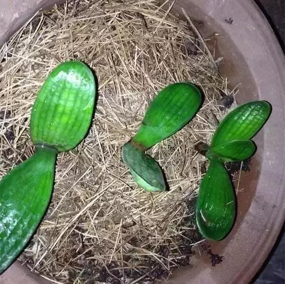 可以给花盆土里加营养液吗,盆里加点它养花10年不黄叶