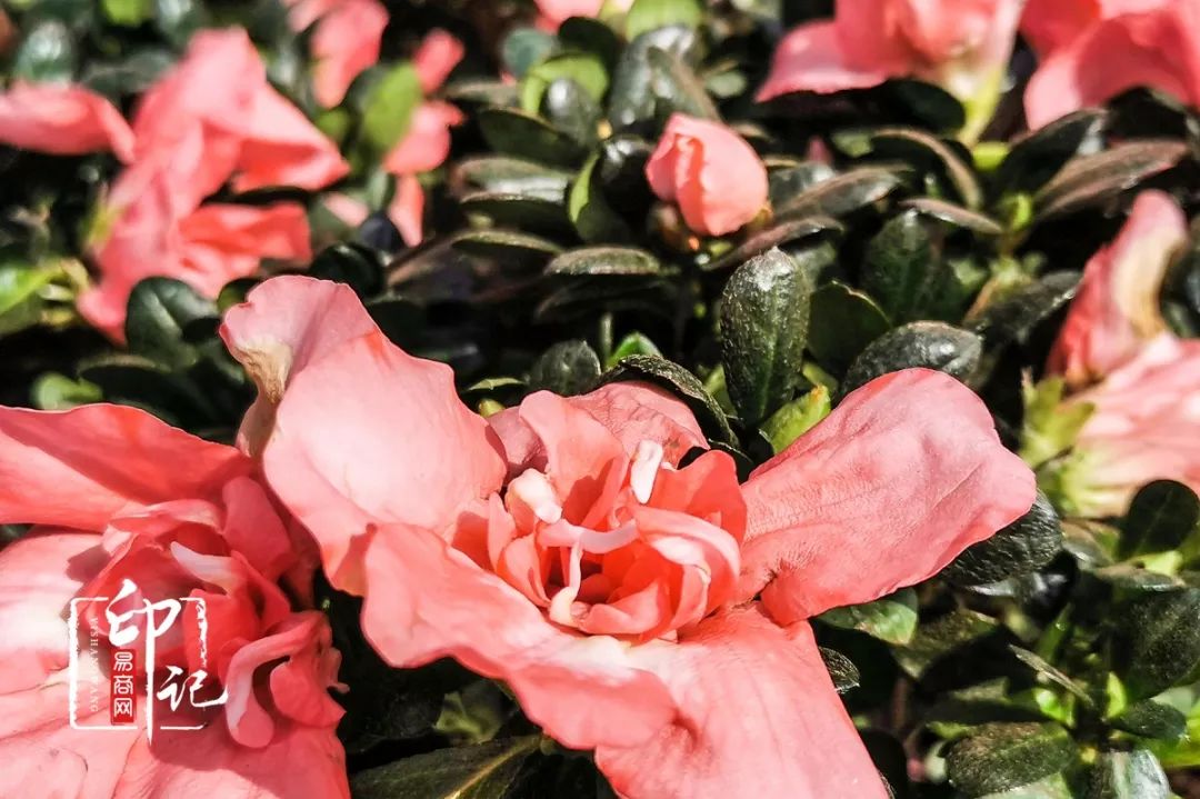 商丘道北花鸟批发市场,商丘花鸟宠物市场