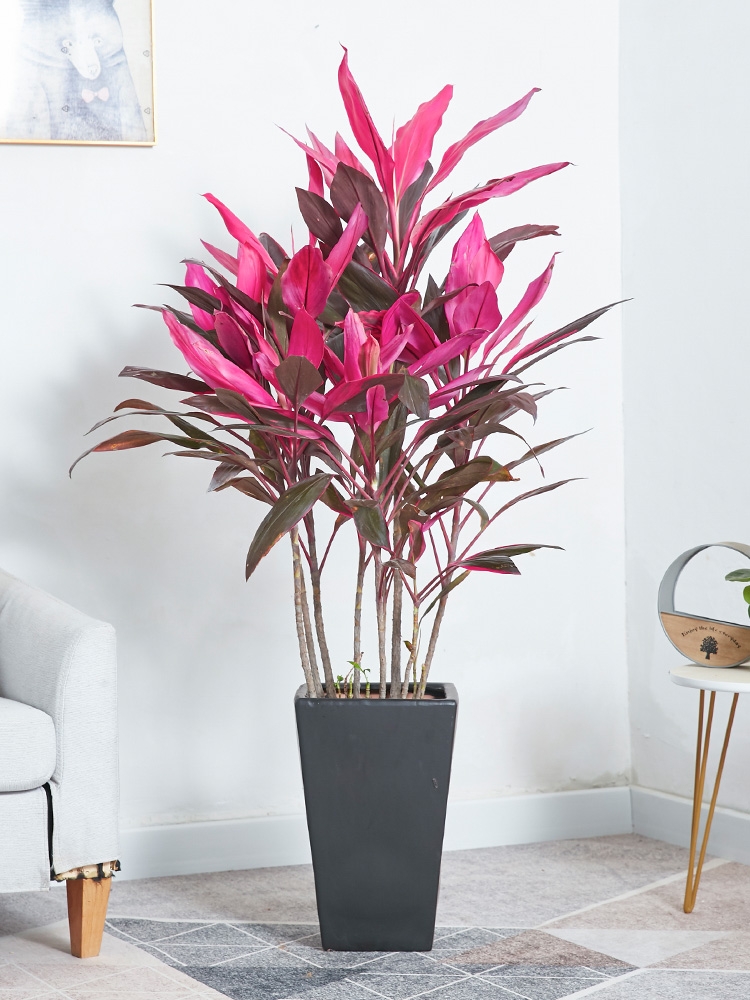 100种绿植大全,50种盆栽绿植花卉大全