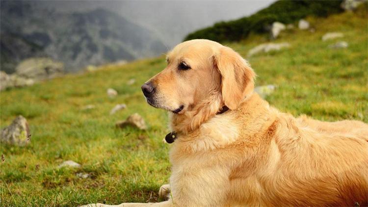 狗狗发际线后移咋办？不做对这4点就惨了