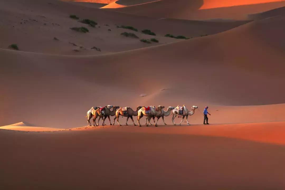 比起故宫猫，毫无颜值的西域骆驼，却在丝绸之路上火了两千多年