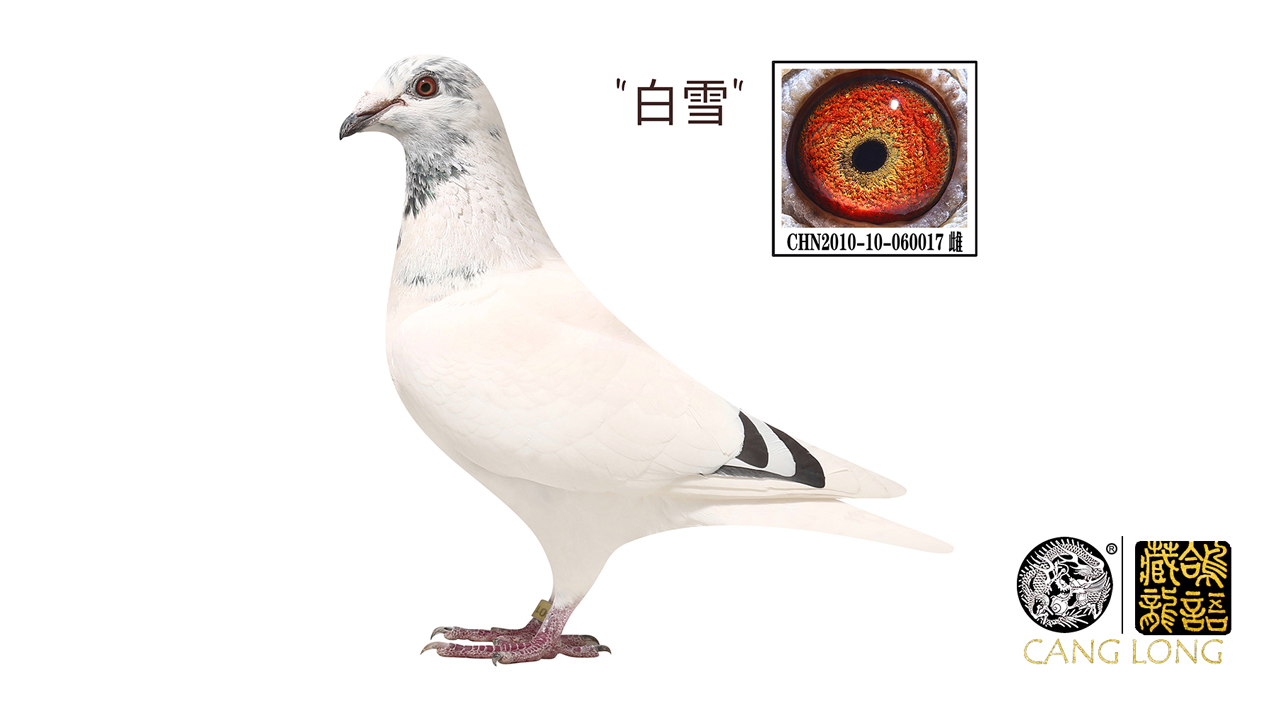 鸽子病了用什么药,怎样让鸽子不飞