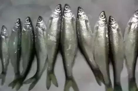 散炮避小鱼方法,水拉饵和摇三摇哪个避小鱼